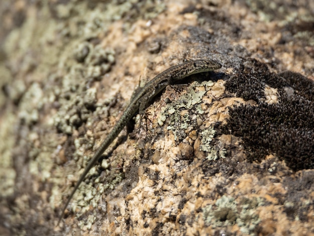 Lézard dans son environnement naturel.