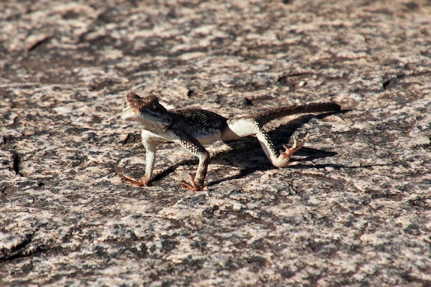 Lézard dans le village des Bushmen, Afrique