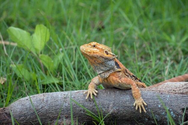 Lézard dragon barbu à l'intérieur d'un buisson