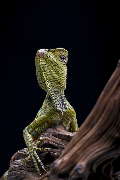 Lézard dragon forestier sur fond noir (Gonocephalus chamaeleontinus Chameleon )