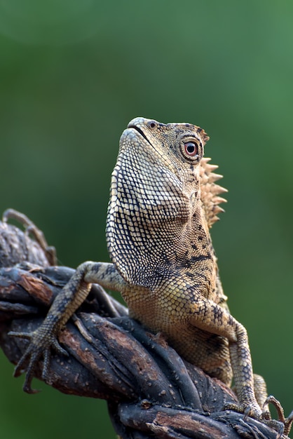 Lézard dragon de forêt sur une branche d'arbre