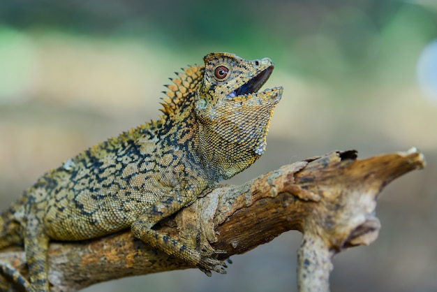 Lézard dragon de forêt sur les brindilles