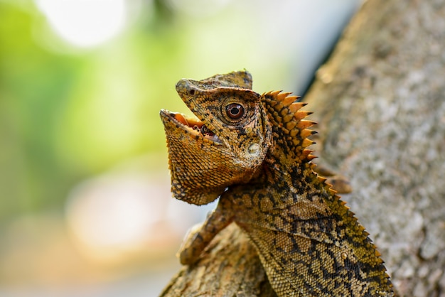 Lézard dragon de forêt sur les brindilles