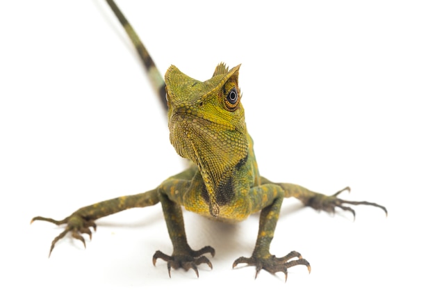 Lézard dragon de forêt caméléon