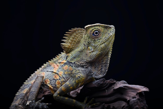 Lézard dragon de forêt sur fond noir