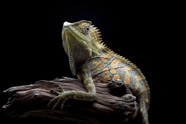 Lézard dragon de forêt sur fond noir