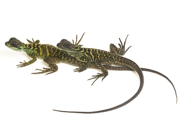 Lézard dragon Sailfin juvénile