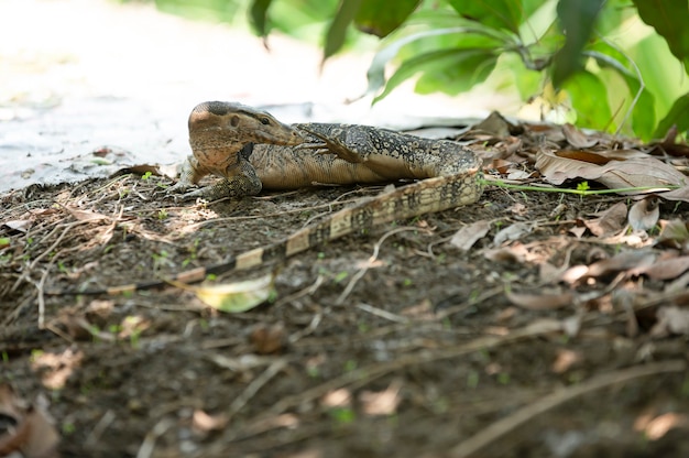 Lézard Du Bengale Marchant Dans Le Fond Abstrait De Jardin Botanique