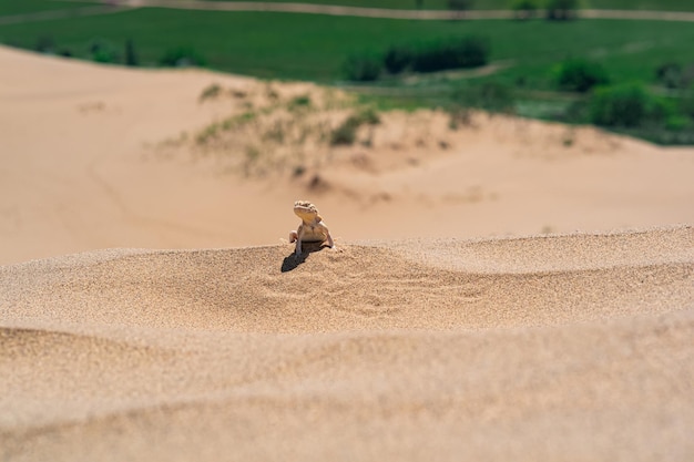 Lézard du désert Phrynocephalus mystaceus crapaud secret agama sur la dune de sable de Sarykum