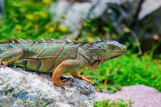 Lézard du genre iguana originaire du centre de l'amérique du sud et de la sous-famille des iguanidés