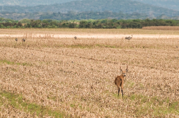 Lézard du Pantanal dans la zone humide brésilienne