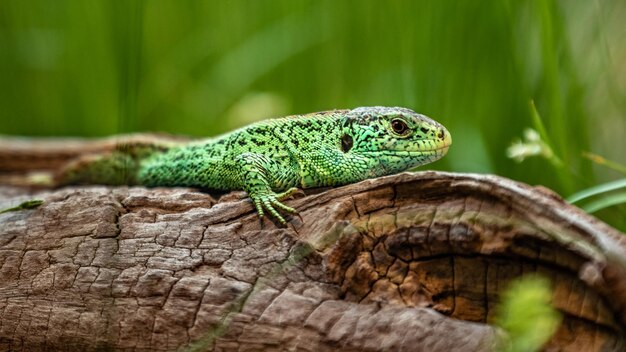 Le lézard du sable