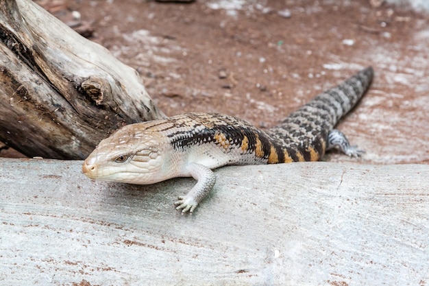 Le lézard écailleur se précipite vers l'avant