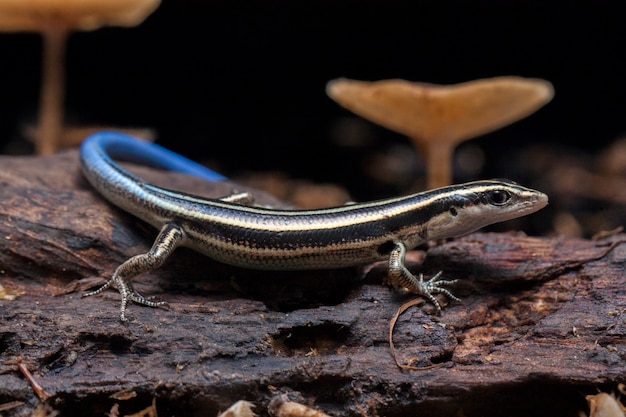 Lézard Emoia caeruleocauda scinque bleuet du Pacifique