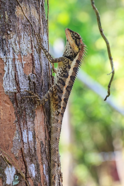 Photo lézard épineux