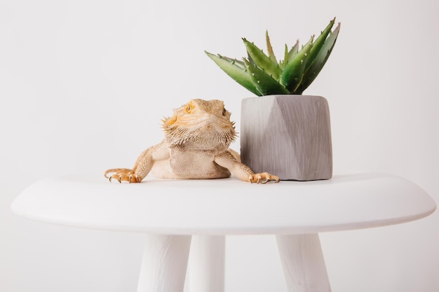 Un lézard est allongé à côté d'une plante d'aloès en pot.