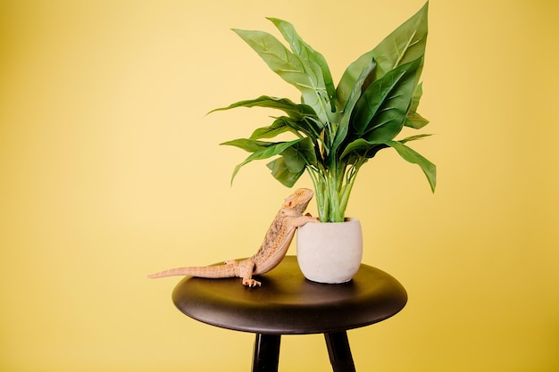 Un lézard est assis sur un tabouret à côté d'une plante