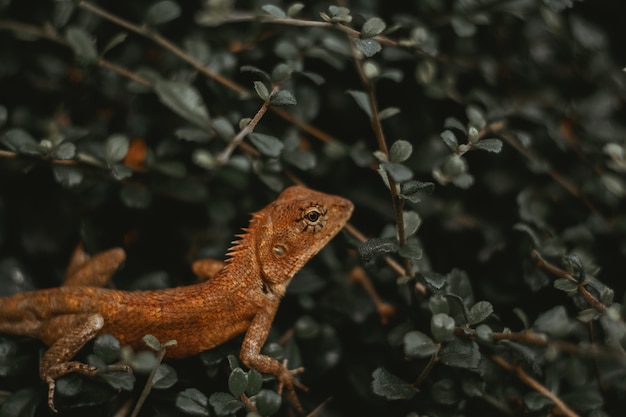 Lézard sur la feuille