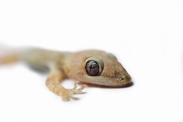 Photo lézard sur un fond blanc isolé.