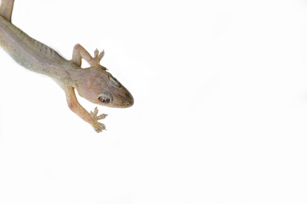 Lézard sur un fond blanc isolé.