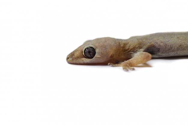 Photo lézard sur un fond blanc isolé.