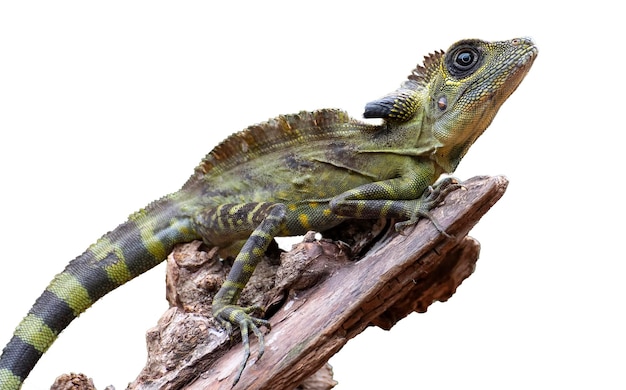 Lézard sur fond blanc