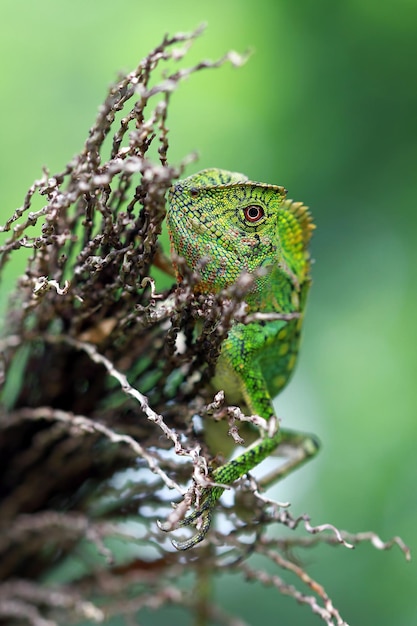 Lézard Forêt Dragon Femelle Sur Branche Avec Fond Naturel