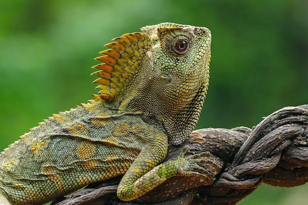 Lézard de forêt de dragon sur un fond naturel de branche