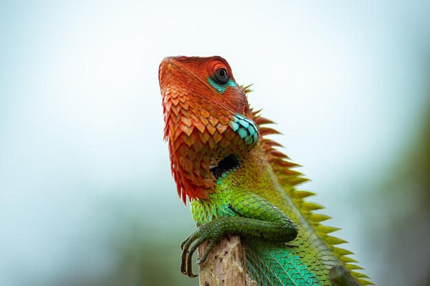 Lézard de la forêt verte commune sur un poteau en bois posant une tête de couleur orange si fière et une peau de couleur changeante saturée verte en gros plan sur un arrière-plan bokeh doux et flou dans la forêt tropicale de Sinharaja