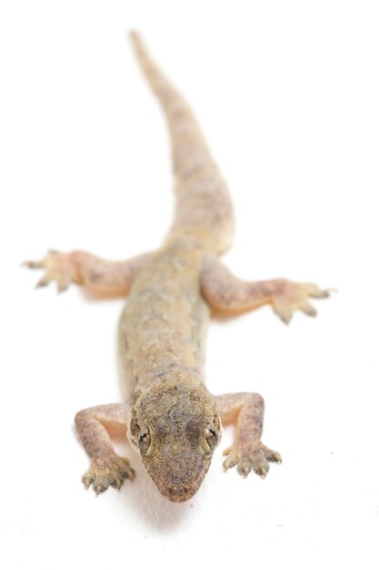 Lézard gecko commun isolé sur blanc