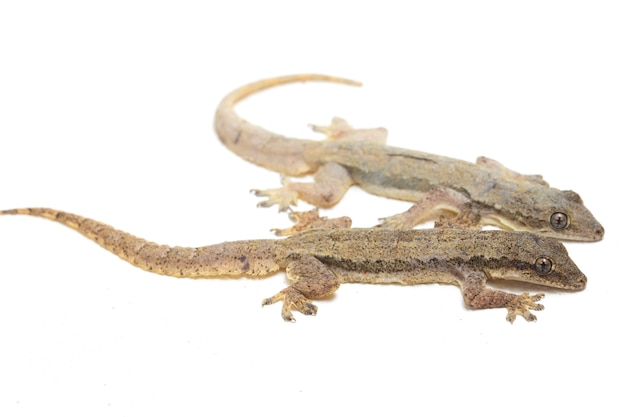 Lézard gecko commun isolé sur blanc