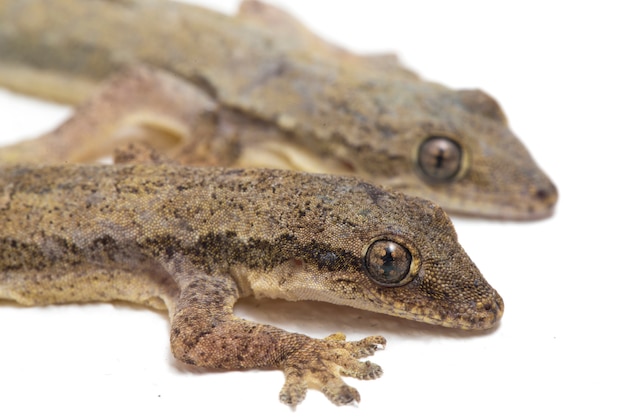 Lézard gecko commun isolé sur blanc