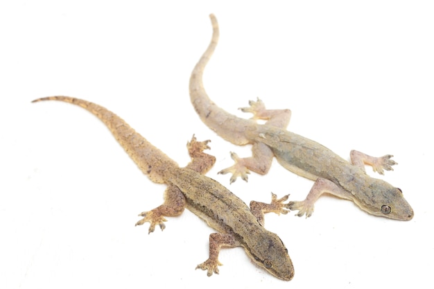 Lézard gecko commun isolé sur blanc