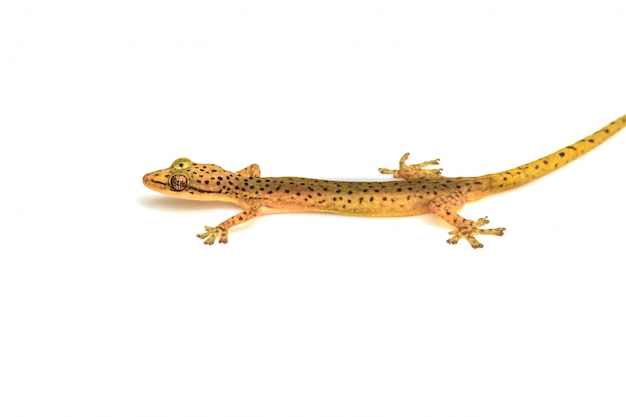 Lézard Gecko Isolé Sur Blanc