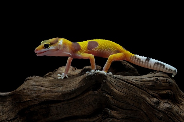 Lézard gecko léopard sur bois avec fond noir, eublepharis macularius