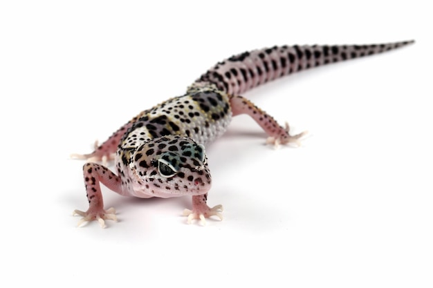 Lézard gecko léopard sur fond blanc, eublepharis macularius, gros plan animal