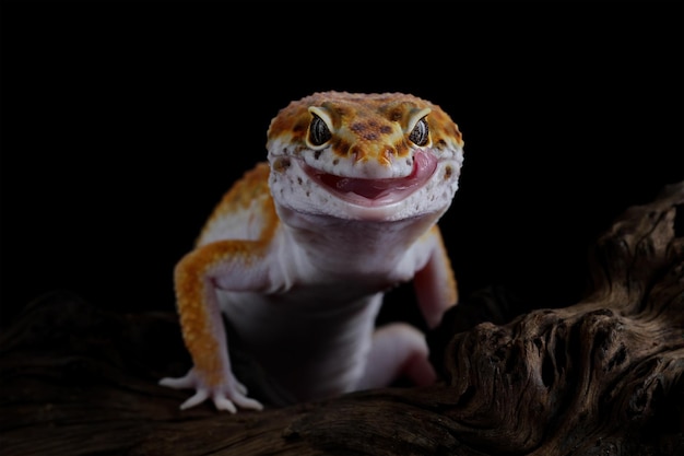 Lézard gecko léopard qui sort la langue sur fond noir