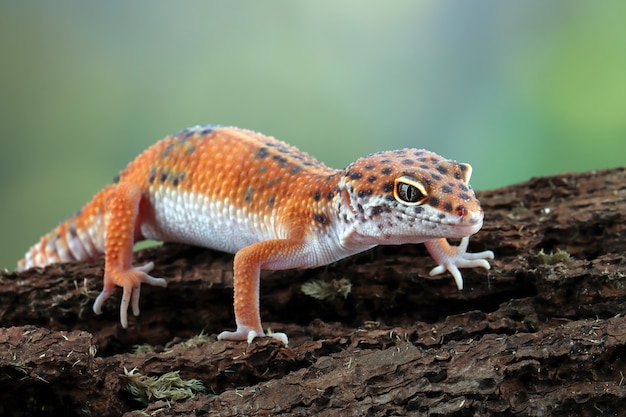 lézard gecko orange sur bois