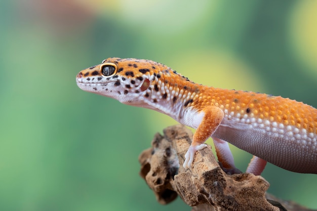 Lézard gecko orange sur branche