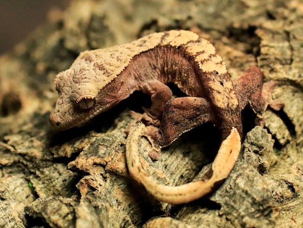 lézard gecko et reptile sur l'arbre