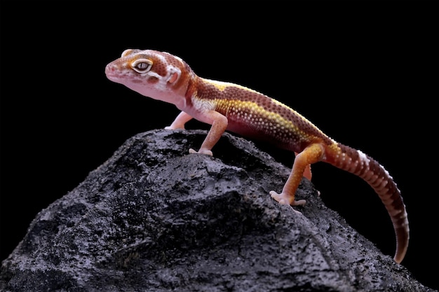 Un lézard gecko sur un rocher avec un fond noir