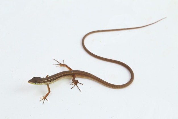 Lézard d'herbe asiatique ou lézard d'herbe à longue queue isolé