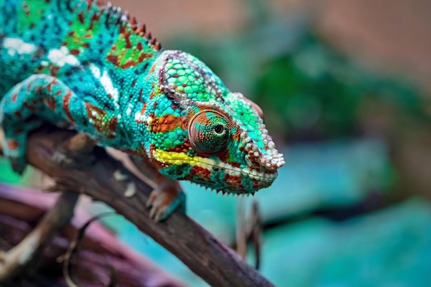 Lézard hétéroclite un caméléon au premier plan