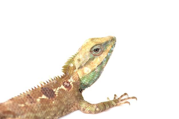 Lézard, Iguana, Gecko, Scinque sur fond blanc