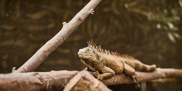 Lézard iguane rampant à travers les branches dans le zoo