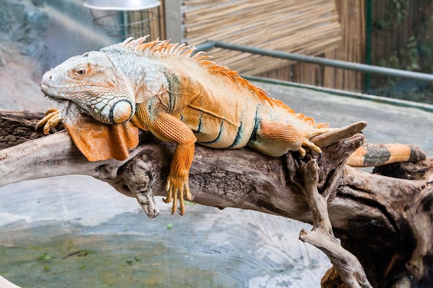 Le lézard d'iguane se repose sur une branche