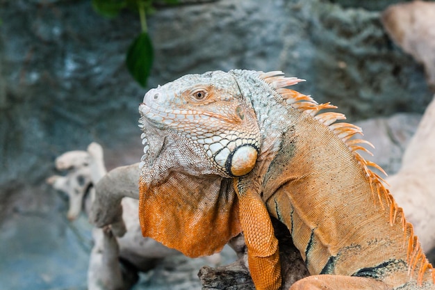 Le lézard d'iguane se repose sur une branche