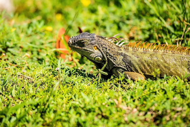 Lézard iguane vert iguane. Dragon iguane.