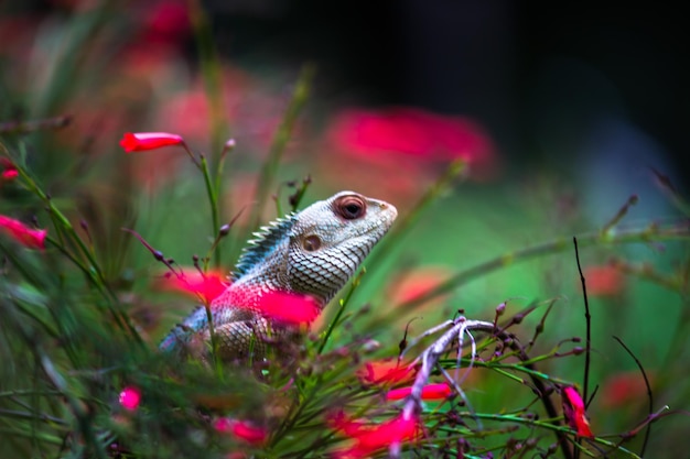 Lézard de jardin ou également connu sous le nom de lézard végétal oriental reposant calmement sur la branche d'une plante