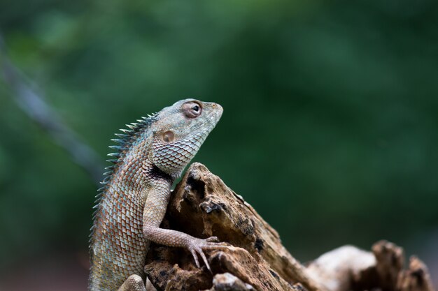 Lézard de jardin sur le journal d'arbre